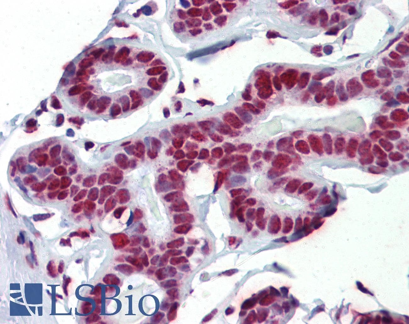 FUS / TLS Antibody (N-Terminus)