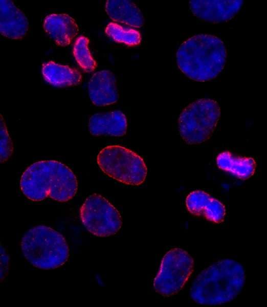 NUP153 Antibody (aa50-100)