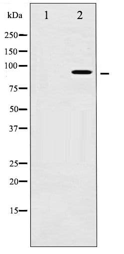 AHR Antibody (phospho-Ser36)