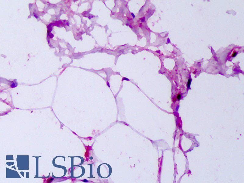 PathPlus™ Adiponectin Antibody