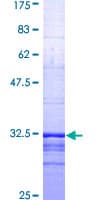 Human S1PR1 / EDG1 / S1P1 Protein (Recombinant GST, N-terminus)