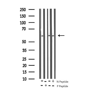 PTEN Antibody (phospho-Ser370)