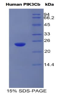 Human PIK3CB / PI3K Beta Protein (Recombinant His)