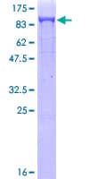 Human DNM1L / DRP1 Protein (Recombinant GST)