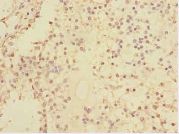 U2AF1L4 Antibody