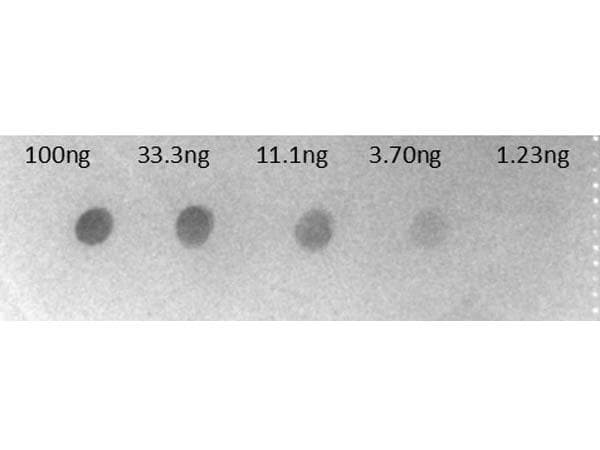 Goat Anti-Human IgG Fc Secondary Antibody (AP)