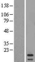 BMRP36a / MRPL43 Protein (Over-Expression Lysate Myc-DDK (Flag))