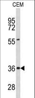 PEX16 Antibody (aa247-275)