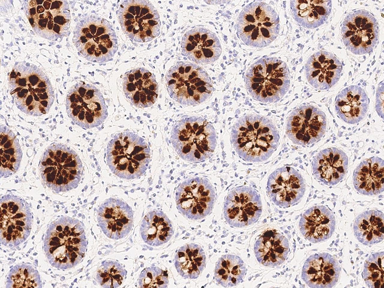 REG4 / REG-IV Antibody (clone 244, Preservative Free)