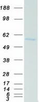 Human NONO / P54NRB Protein (Recombinant Myc-DDK (Flag))