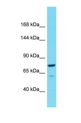 Polyclonal Rabbit anti-Rat RFC1 / RFC Antibody (aa355-404, WB)