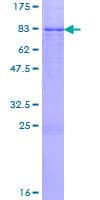 Human CYP1A2 Protein (Recombinant GST)