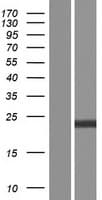Human ARHGDIA / RHOGDI Protein (Over-Expression Lysate Myc-DDK (Flag))