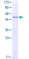 Human PGAM2 Protein (Recombinant GST)