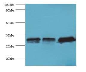 HnRNP A0 Antibody (aa1-180)