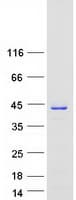 Human CRKL Protein (Recombinant Myc-DDK (Flag))