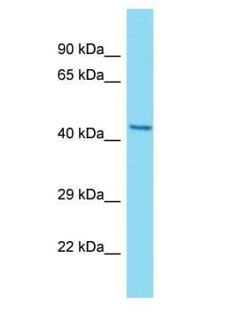 C20orf96 Antibody (aa14-63)