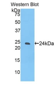 SIGLEC12 Antibody (aa22-218)