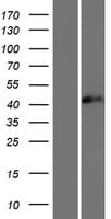 TIA-1 Protein (Over-Expression Lysate Myc-DDK (Flag))