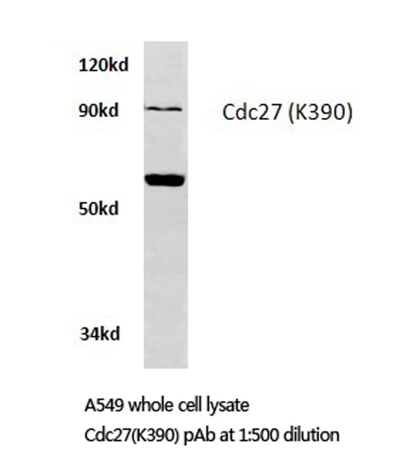 Polyclonal Rabbit anti-Human CDC27 Antibody (Lys390, IHC, WB)
