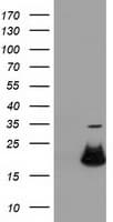 RBBP9 Antibody (clone OTI2G2)