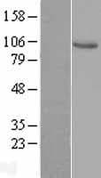 VAV1 / VAV Protein (Over-Expression Lysate Myc-DDK (Flag))