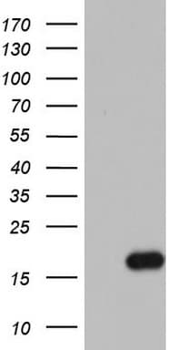 IL1RN Antibody (clone OTI5C5)