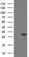 SOCS3 Antibody (clone OTI3D3)