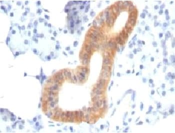 CD86 Antibody (clone SPM600, Azide-free, BSA-free)
