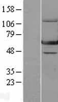 Human ERAL1 Protein (Over-Expression Lysate Myc-DDK (Flag))