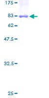 Human PSG / PSG5 Protein (Recombinant GST)