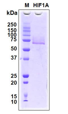 Human HIF1A / HIF1 Alpha Protein (Recombinant 6His, N-terminus)