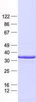 Human KLF6 Protein (Recombinant His, N-Terminal)