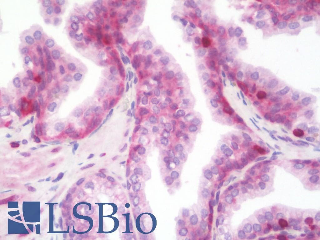 IHC-plus™ CD47 Antibody (aa288-315)