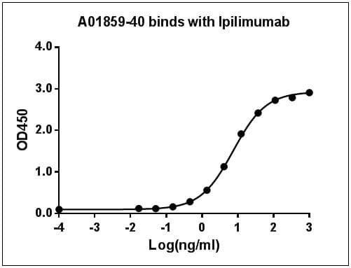Ipilimumab Antibody (clone 26B6H7D9)