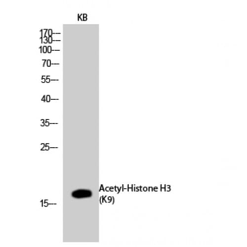Histone H3 Antibody (1-80 aa)