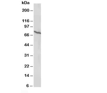 ESR2 / ER Beta Antibody (aa27-50)