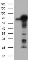 SPRING / TRIM9 Antibody (clone OTI2D6)