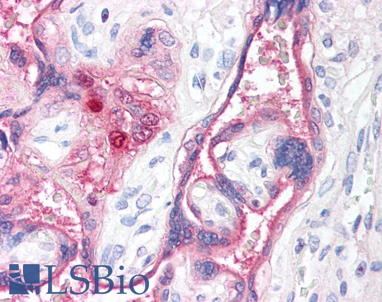 IHC-plus™ 15-PGDH / HPGD Antibody