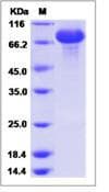 Mouse Serpina1b Protein (Recombinant Human IgG Fc, C-terminus)