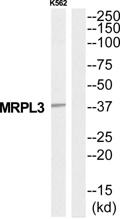 MRPL3 Antibody