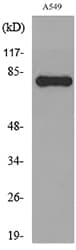 Polyclonal Rabbit anti-Human PRKCG / PKC-Gamma Antibody (WB)