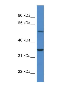 CYB5R4 Antibody (N-Terminus)