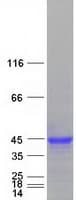 Human IFI30 / IP30 Protein (Recombinant Myc-DDK (Flag))