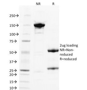 PGF / PLGF Antibody (clone PLGF/93, Azide-free, BSA-free)