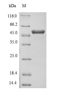 Mouse FLII / FLI Protein (Recombinant 6His-B2M, N-terminus)