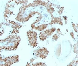 CDKN1C / p57 Kip2 Antibody (clone SPM308, Azide-free, BSA-free)