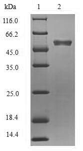 Reston Ebolavirus Matrix Protein VP40 (Recombinant 6His-SUMO, N-terminus)