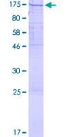 Human POLD1 Protein (Recombinant GST)