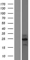 C2orf80 Protein (Over-Expression Lysate Myc-DDK (Flag))
